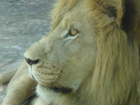 zoo